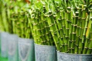 thumbnail image of bamboo stalks in planters