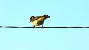 photo of a brightly colored bird perched on a power line
