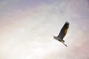 a beautiful bird flying with a cloudy sky in the background