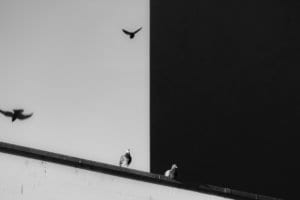black and white photo of pigeons sitting on the edge of a building