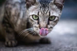 A green-eyed cat sticking out its tongue