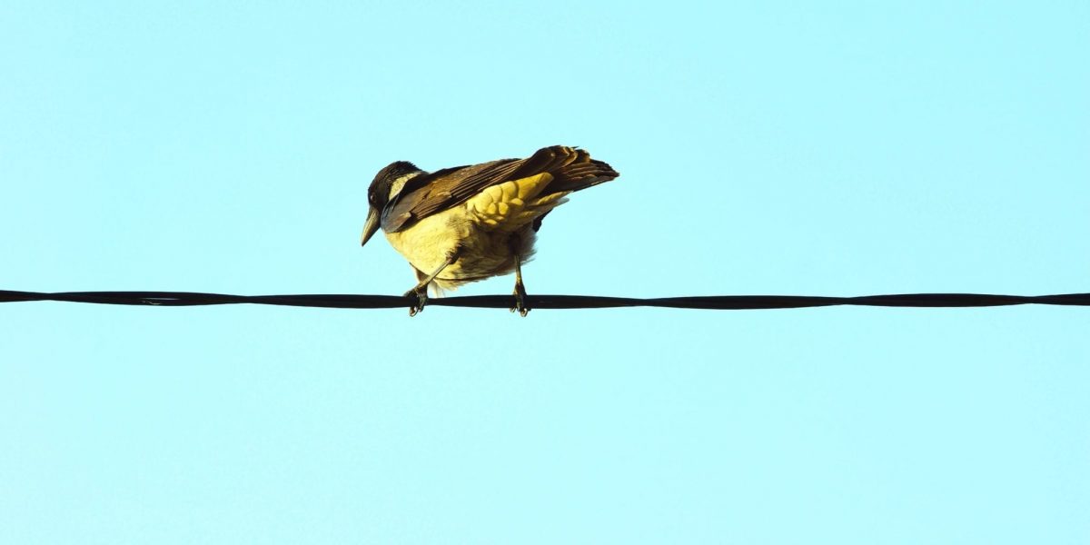 photo of a brightly colored bird perched on a power line