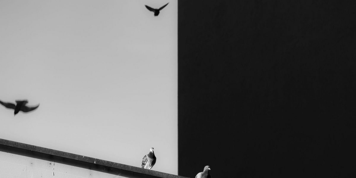 black and white photo of pigeons sitting on the edge of a building