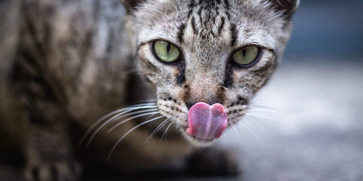 A green-eyed cat sticking out its tongue